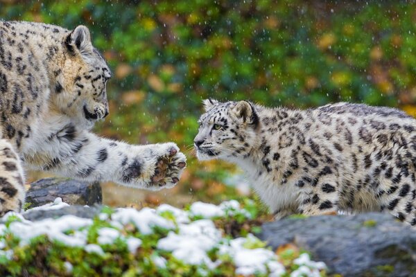 Madre y cachorro de leopardo de las Nieves