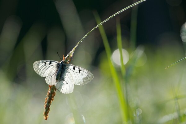 Farfalla con ali bianche sulla spighetta