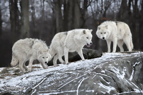 Winter Natur, auf einem schneebedeckten Hügel, eine Wolfsfamilie von Raubtieren