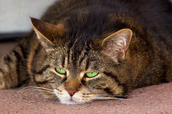 A fat tabby cat with green eyes is lying on his stomach