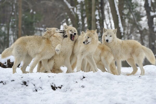 Manada de lobos en el bosque cubierto de nieve de invierno