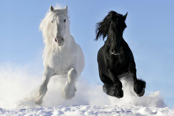 Cavallo nero e bianco, cavalli che corrono con la voce