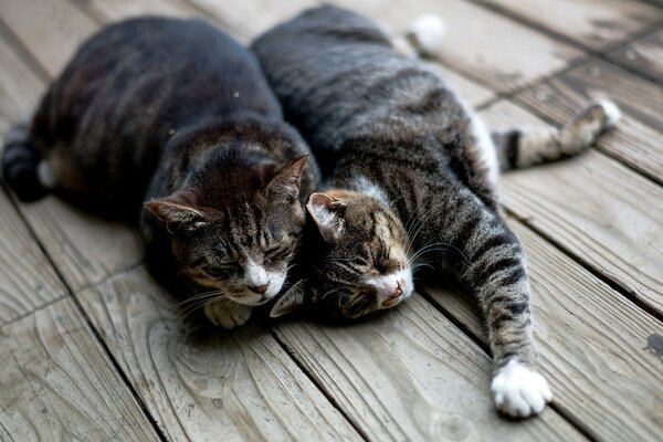 Two striped cats sleeping on a plank floor