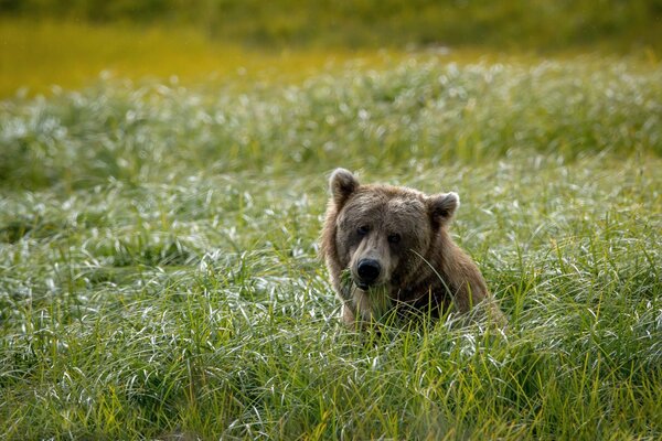 Tête d ours dans le champ vert