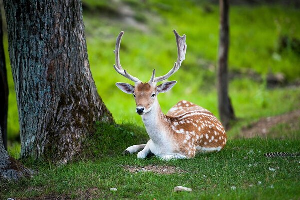 A deer lies under a tree in summer