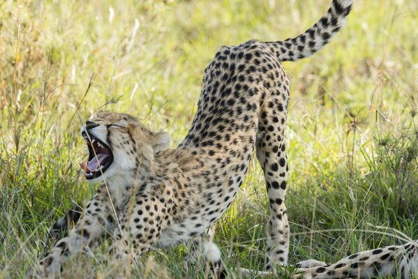 Gipard s grin in the wild savanna