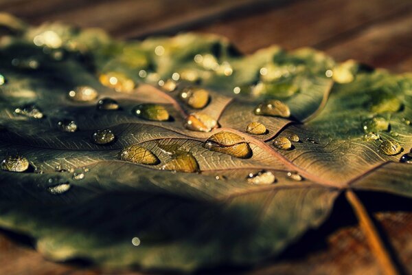 Trockenes Blatt in Tropfen nach Regen