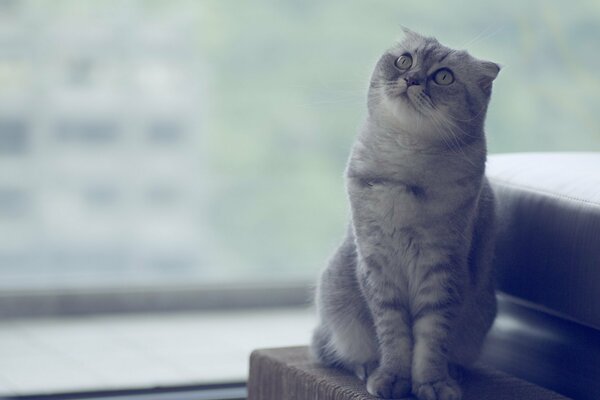 Gato escocés sentado y mirando hacia arriba