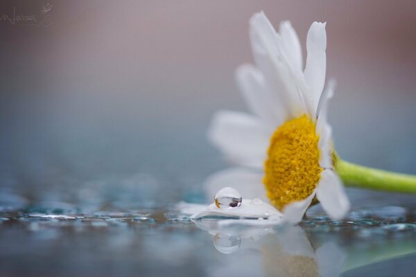 Snow-white chamomile with a drop on a petal