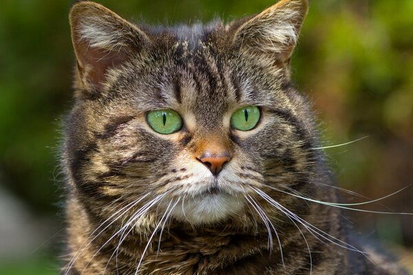 Graue gestreifte Katze mit grünen Augen