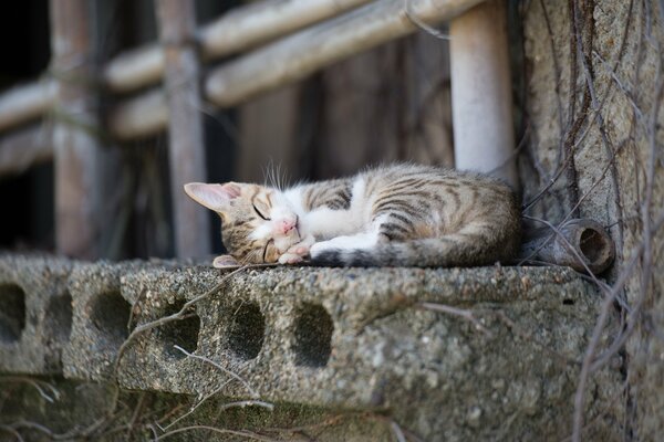 The kitten is sleeping on the windowsill