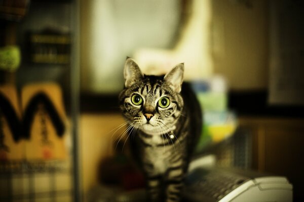 La mirada de ojos verdes de un gato doméstico
