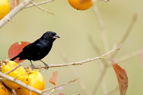 Oiseau noir assis sur un arbre fruitier, sur des branches avec des feuilles jaunes