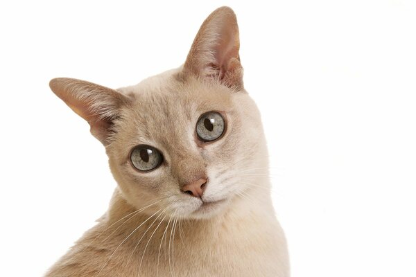 Beige cat on a white background