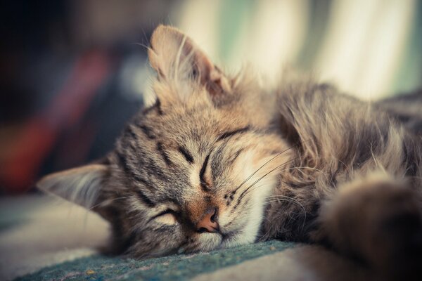 Chaton moelleux dort sur un oreiller