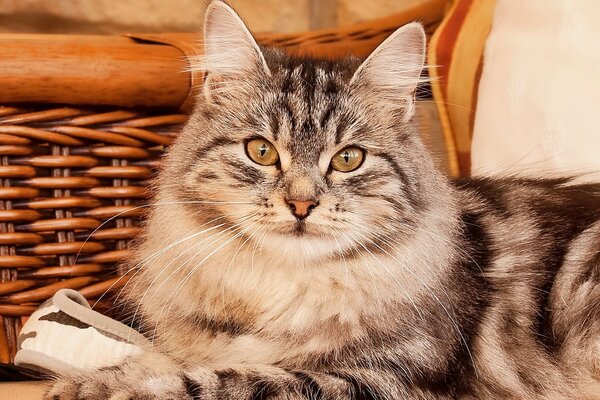 Un gato gris peludo yace en el fondo de una silla de mimbre