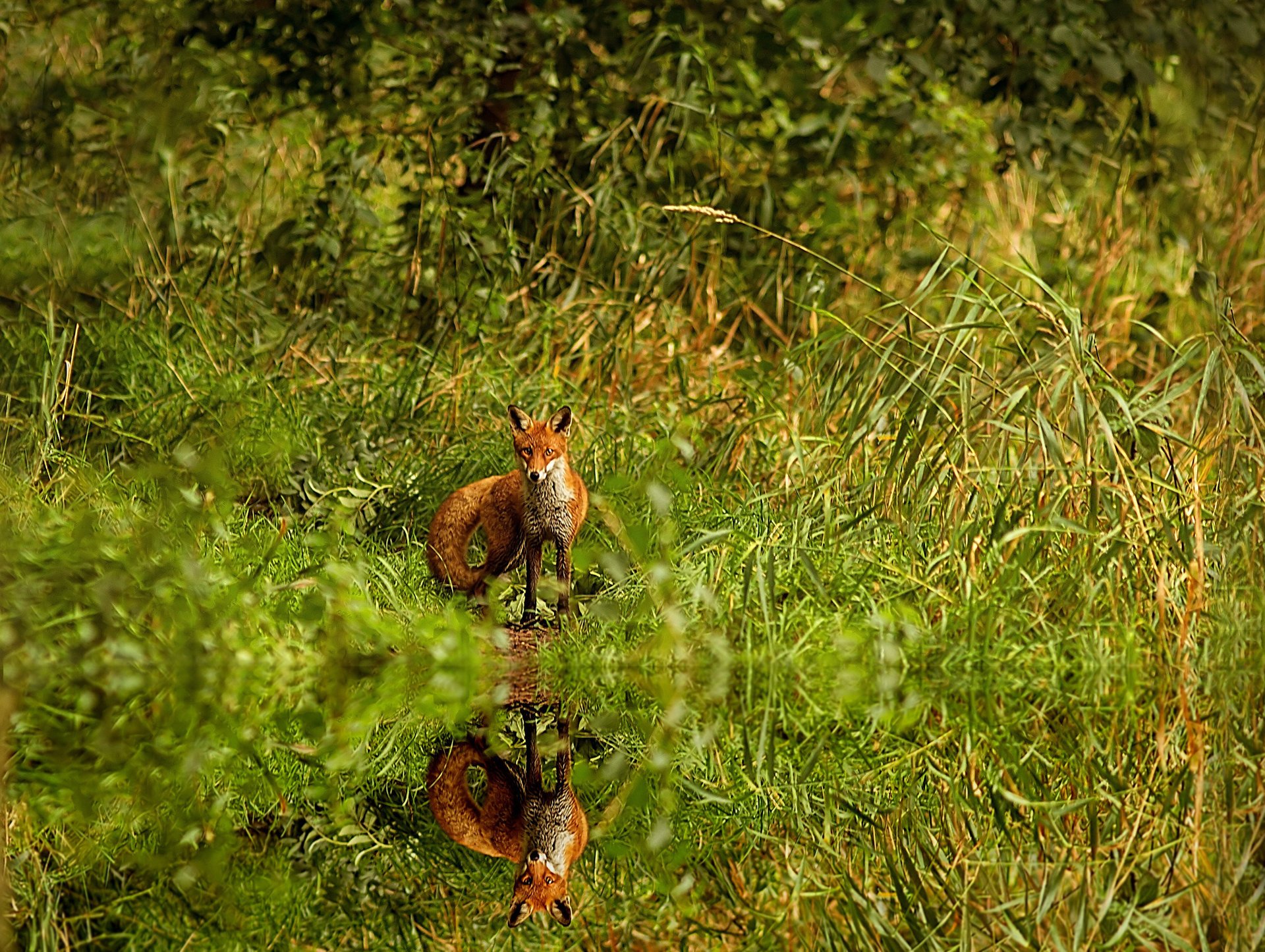 herbe renard rousse