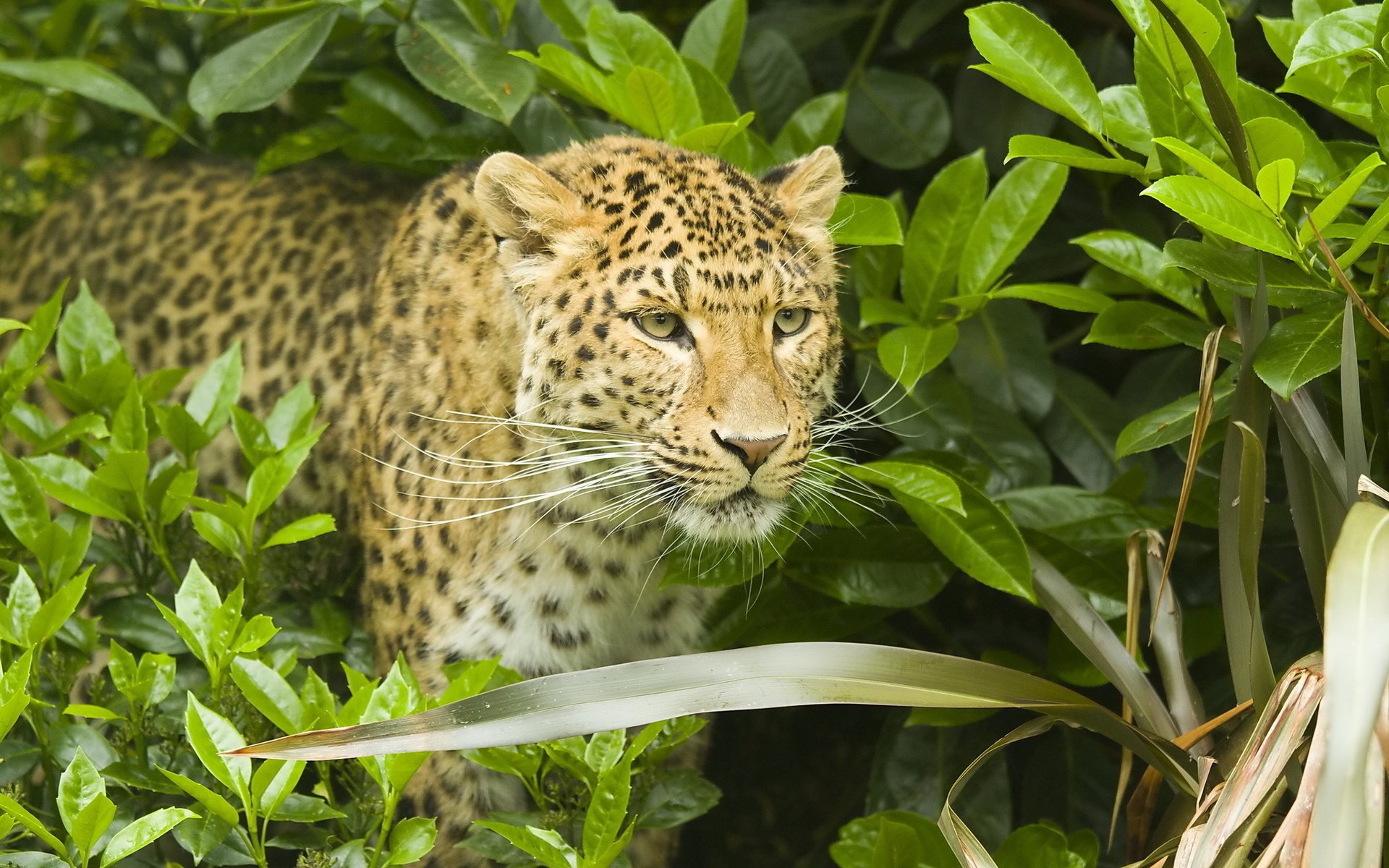 léopard moustache léopard arbuste museau panthera pardus prédateur