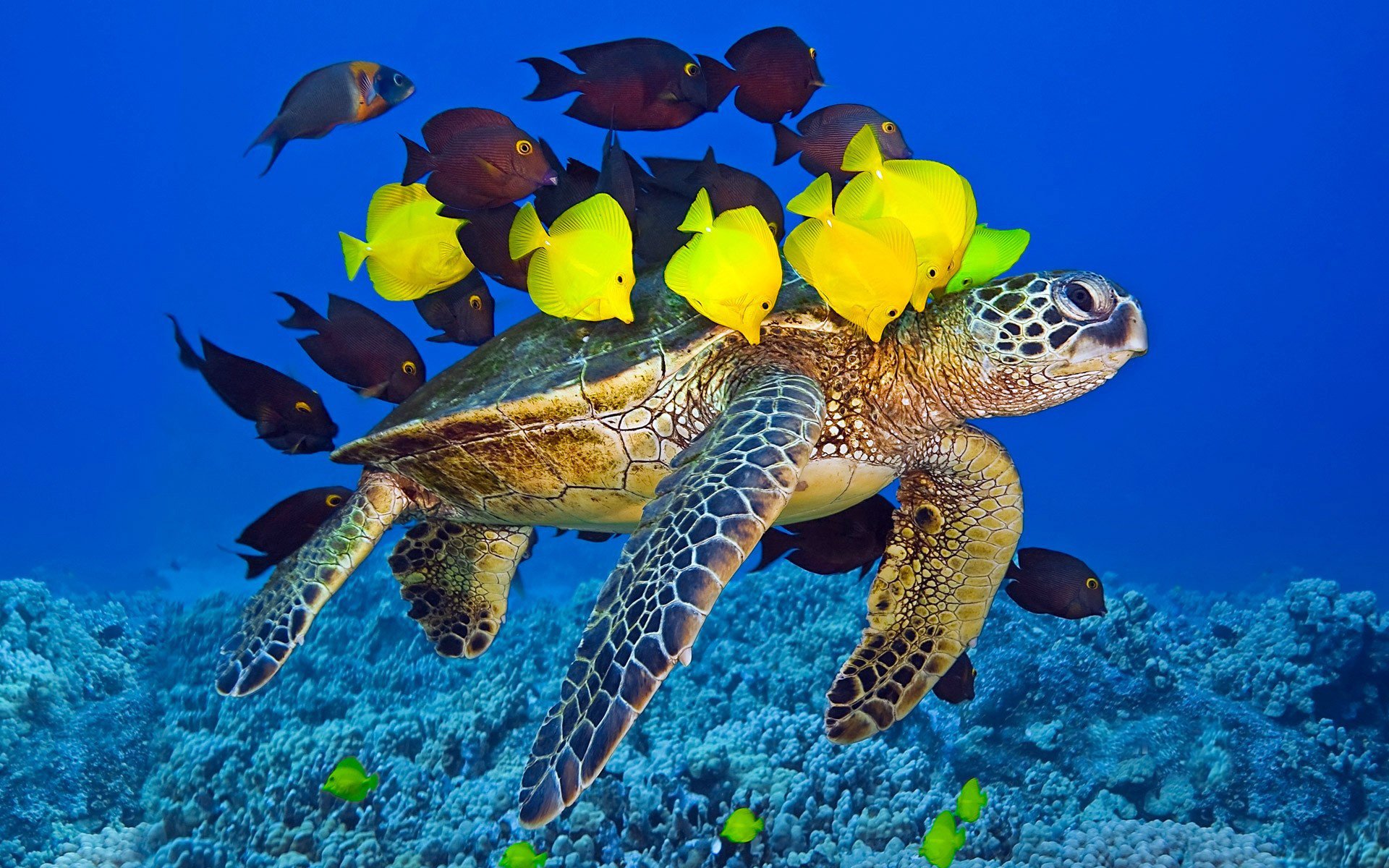 schildkröte unterwasser rudel ozean welt gelb fische