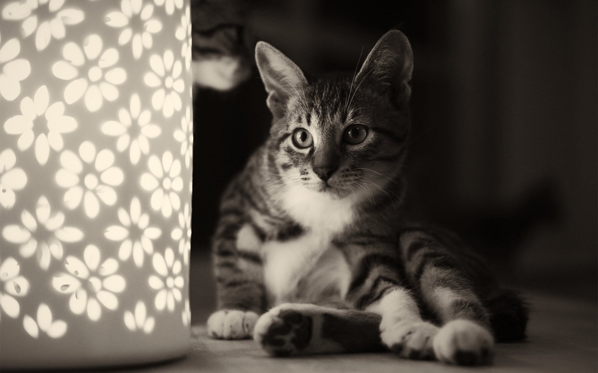 katze nachtlicht sitzend katze lampe blumen