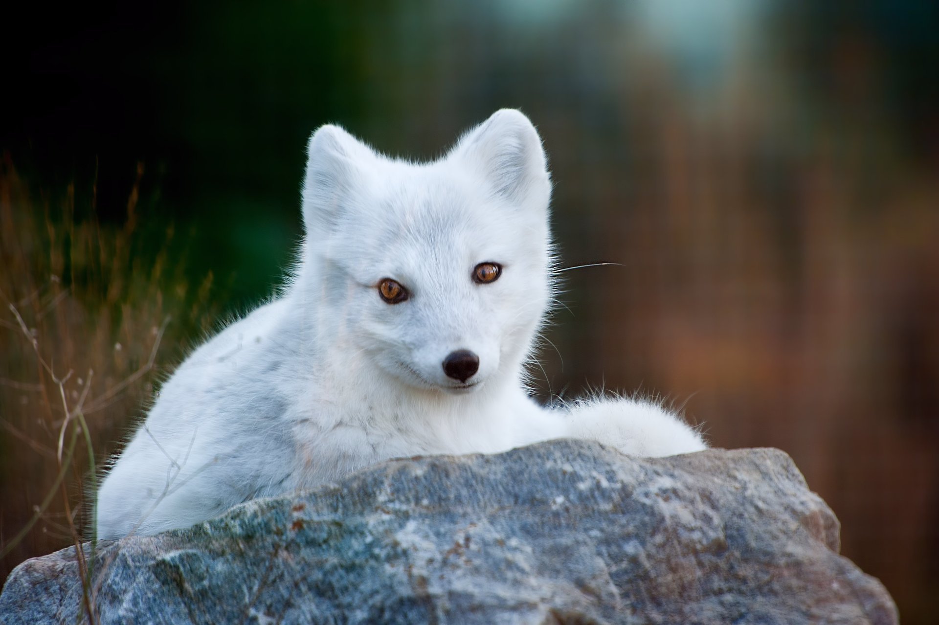 grass polar stone arctic fox white fox