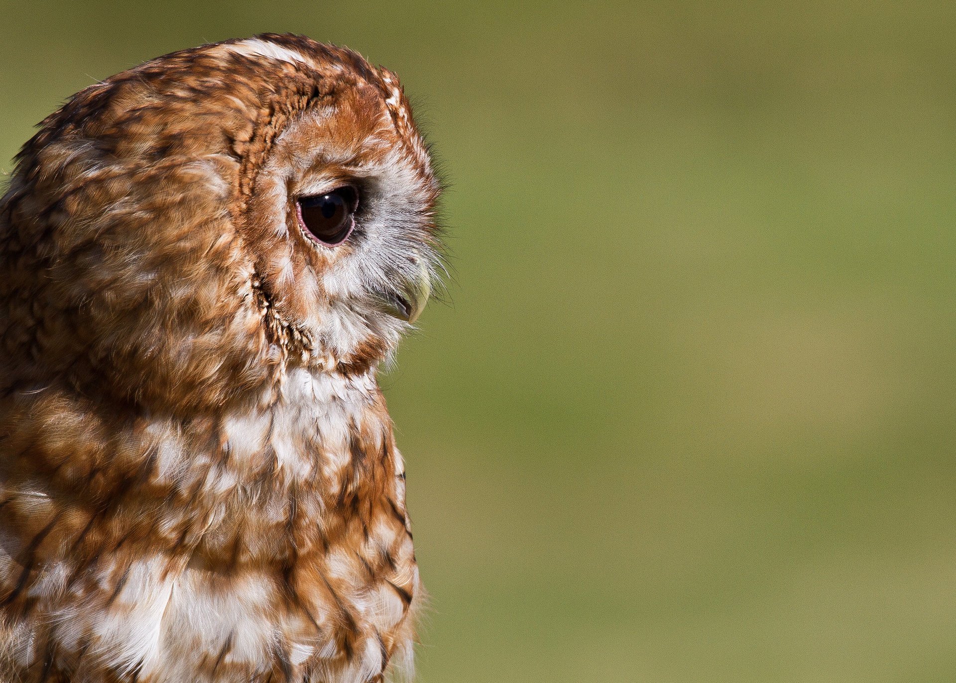 vogel eule profil hintergrund porträt