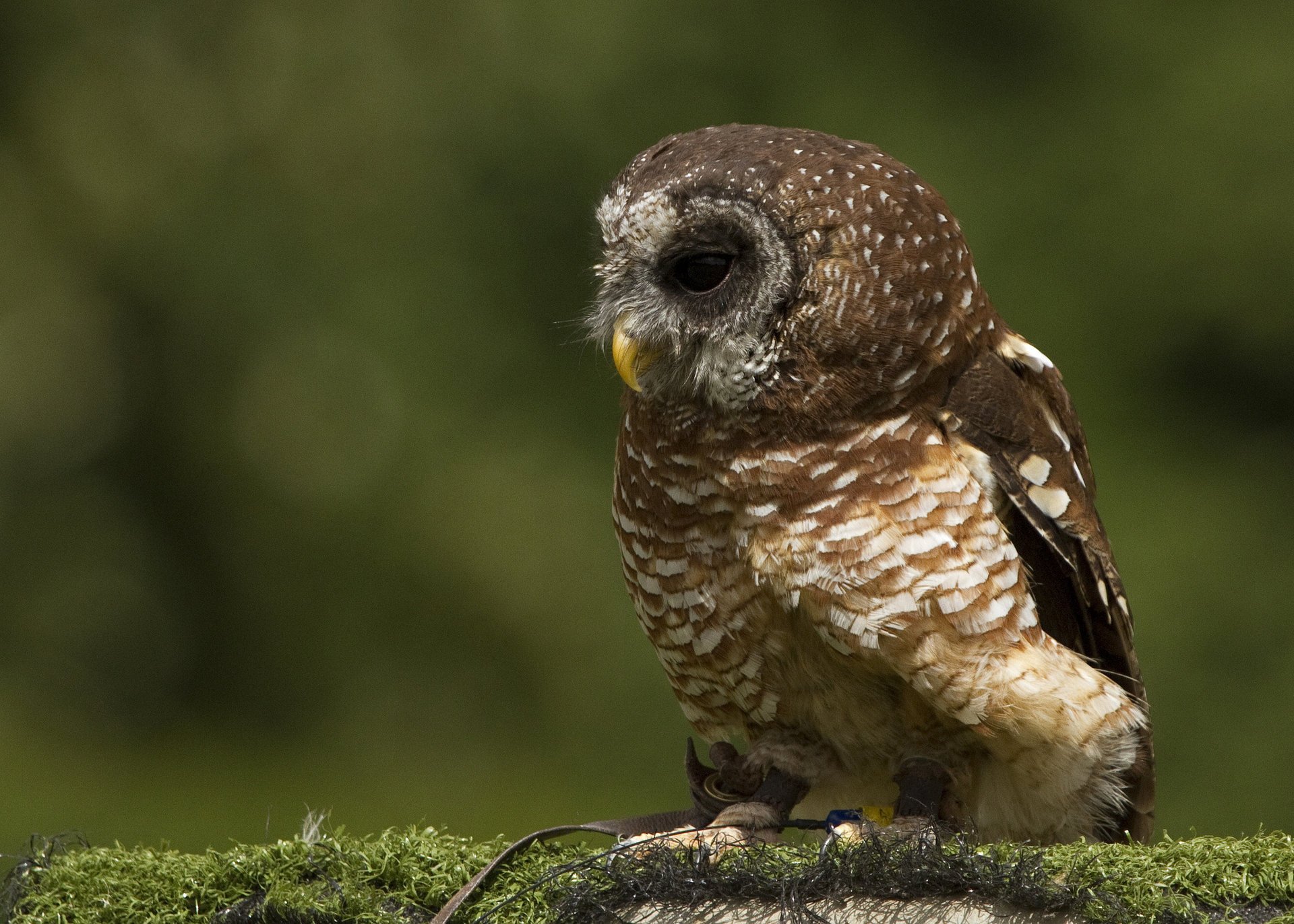 moos eule vogel profil