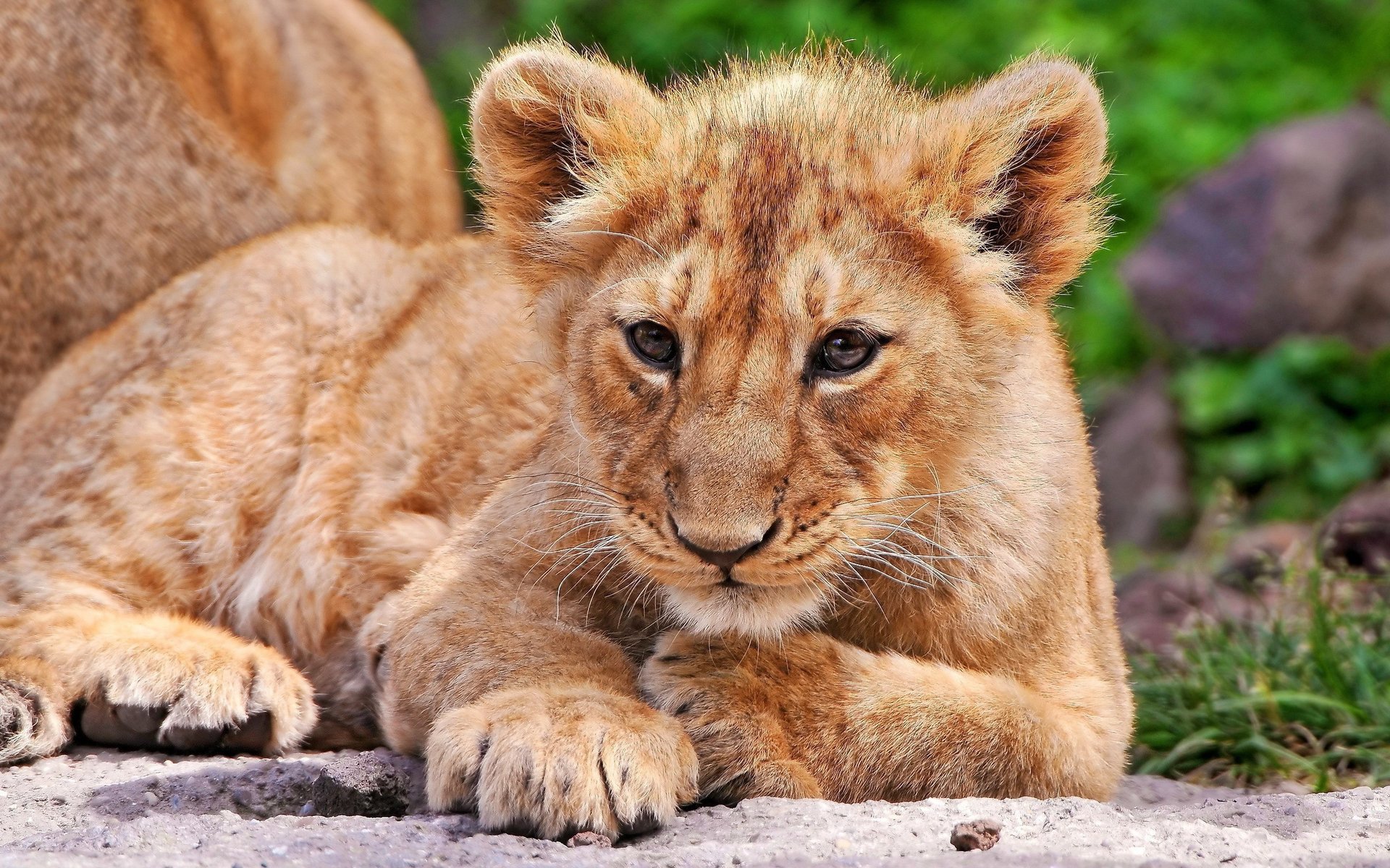 löwe löwe baby katze