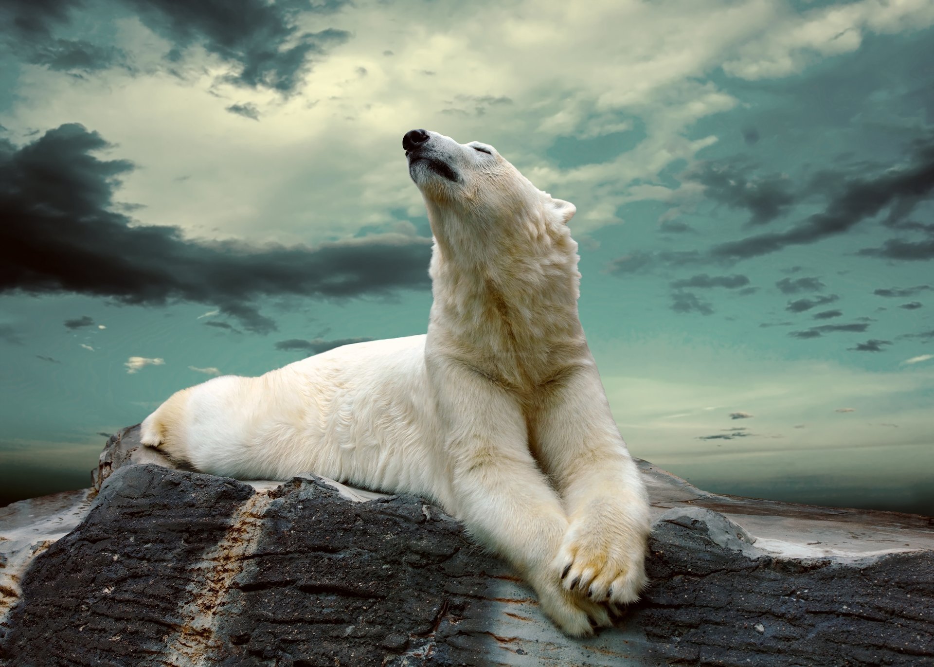 polar bear beast stone cloud