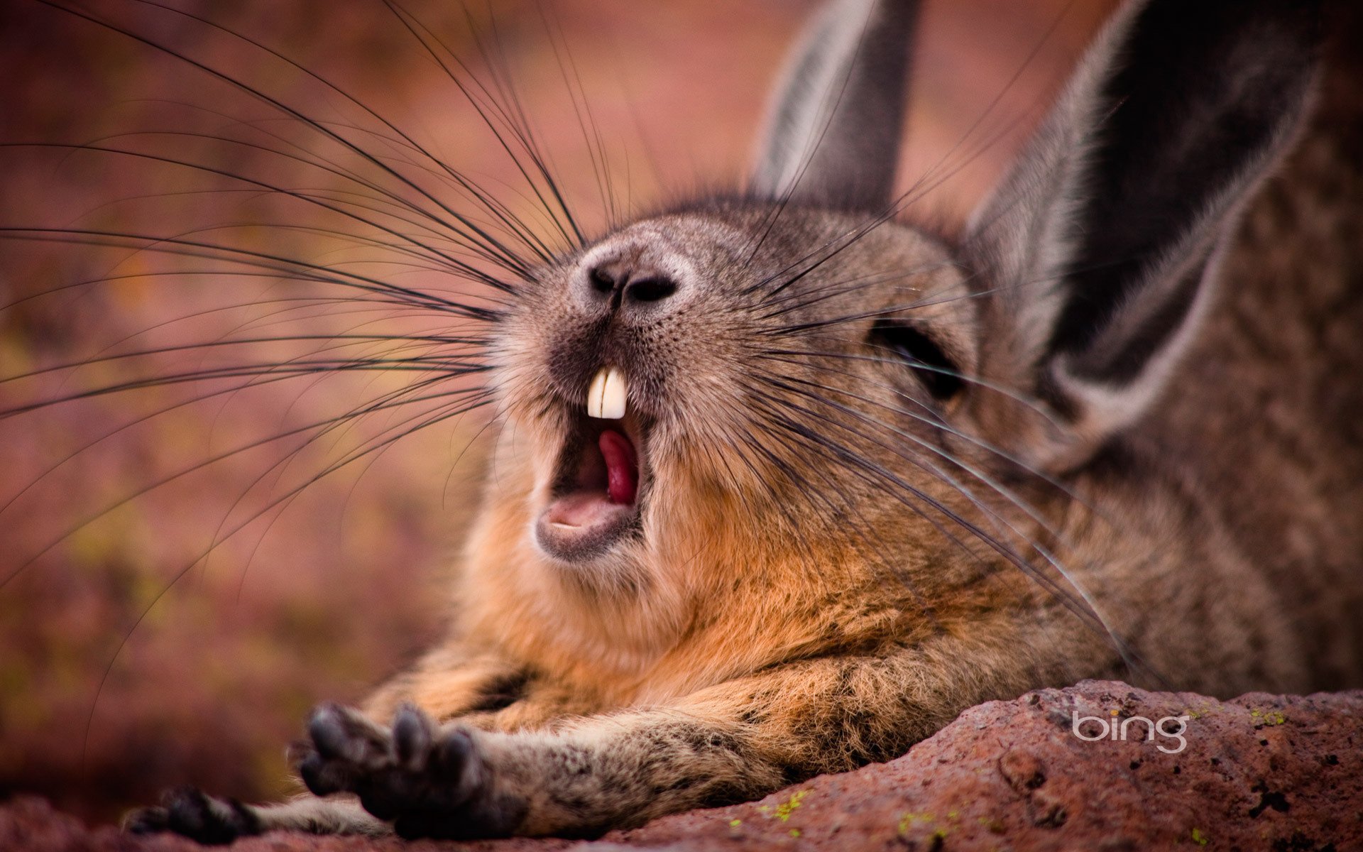 potyagushki mountain viscacha mustache rodent