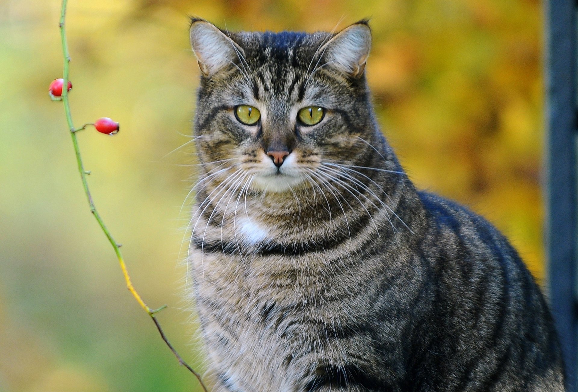 cat striped berries branch kote