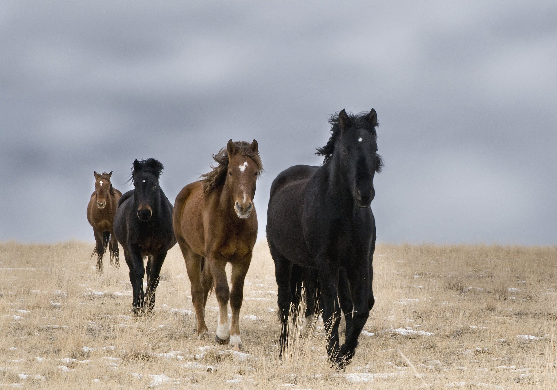 field horses wild