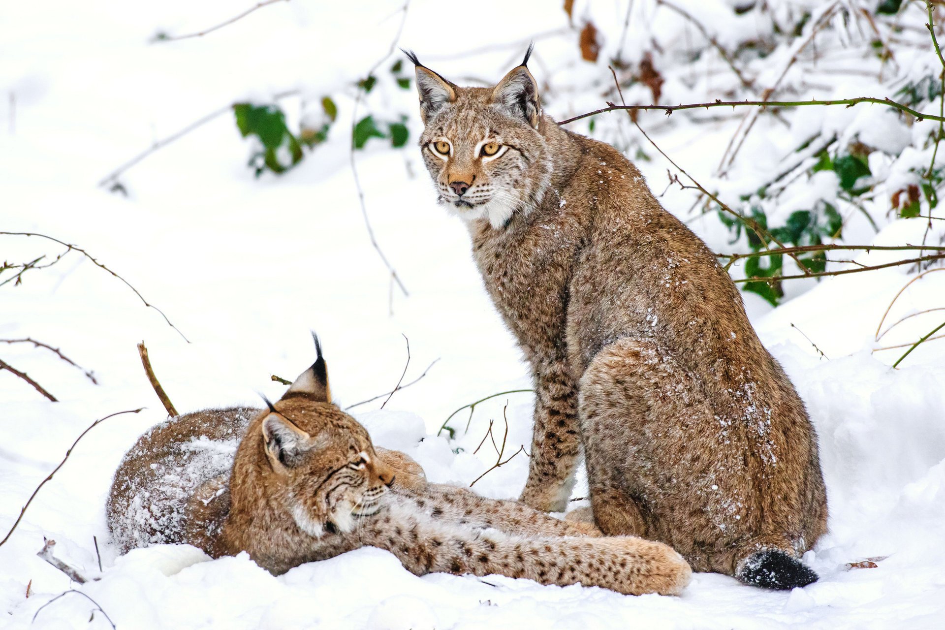 luchs winter paar schnee