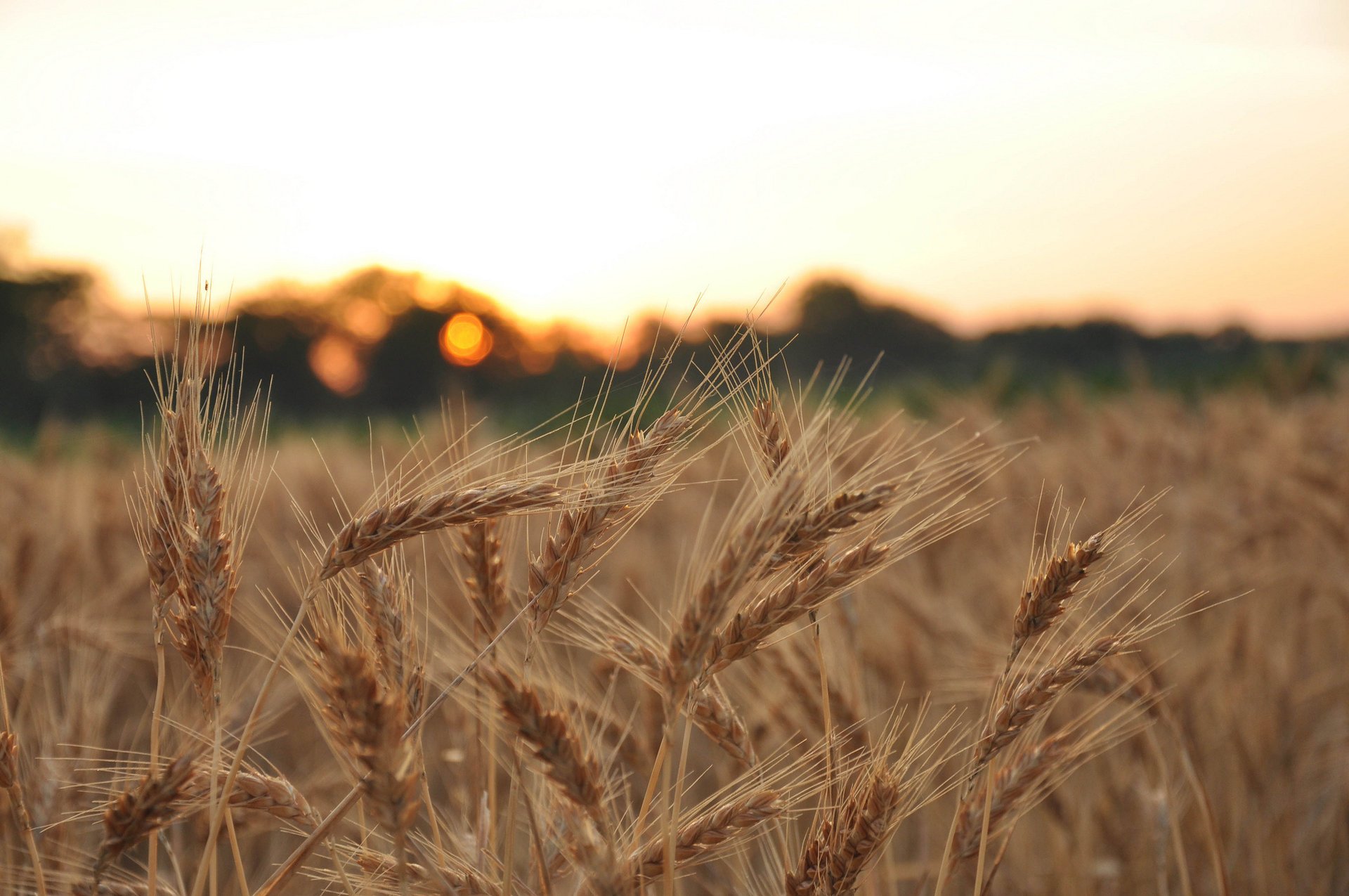 macro spikelets field spike rye wheat ear