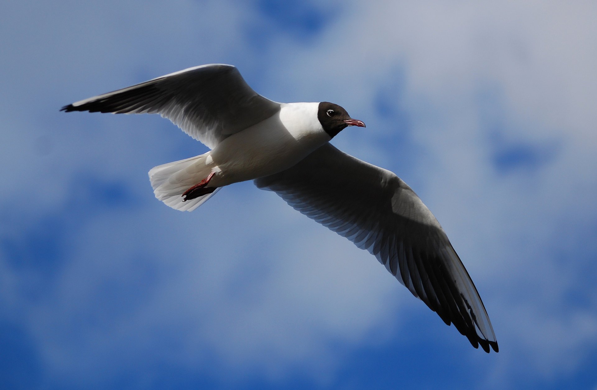 gaviota del lago azul pájaro alas aleteo cielo vuelo