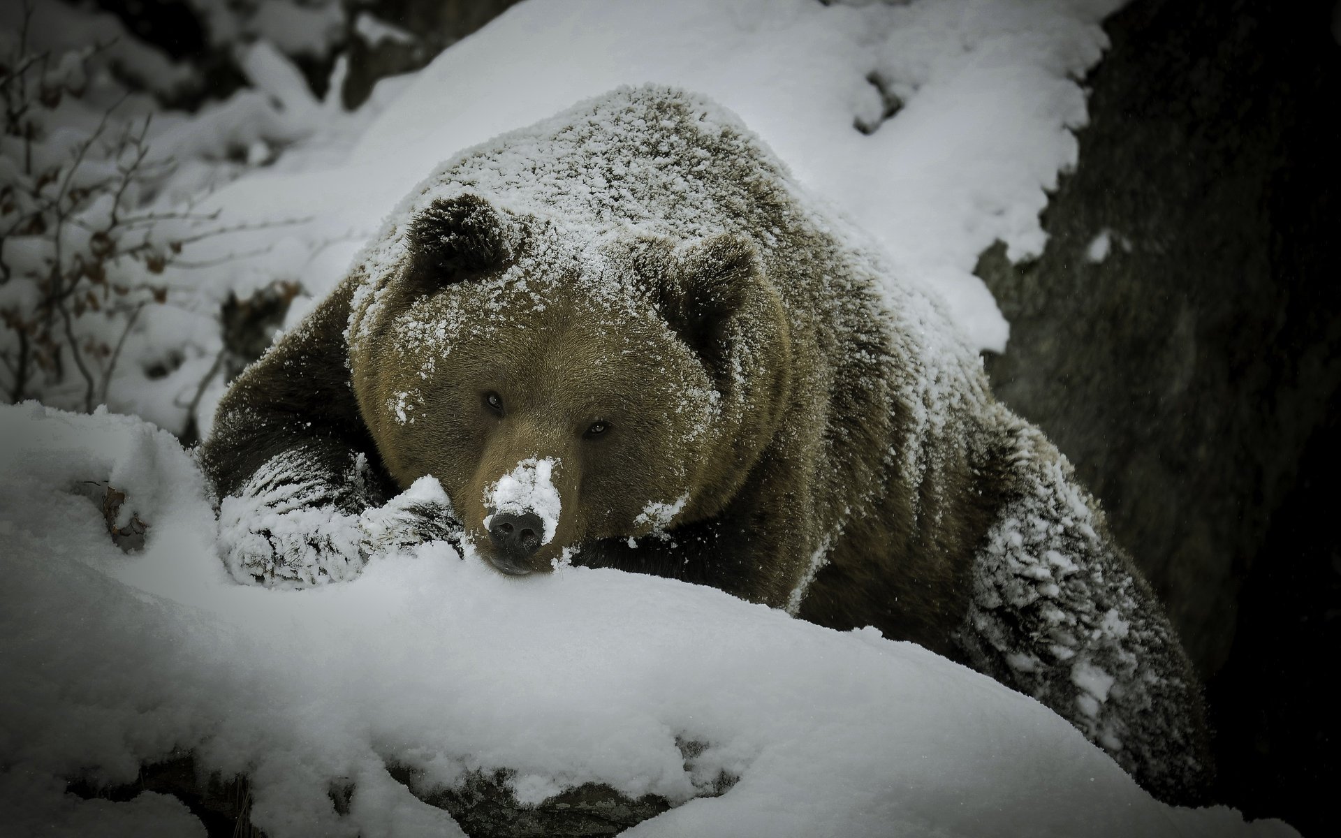 doesn t hurt the eyes bear snow