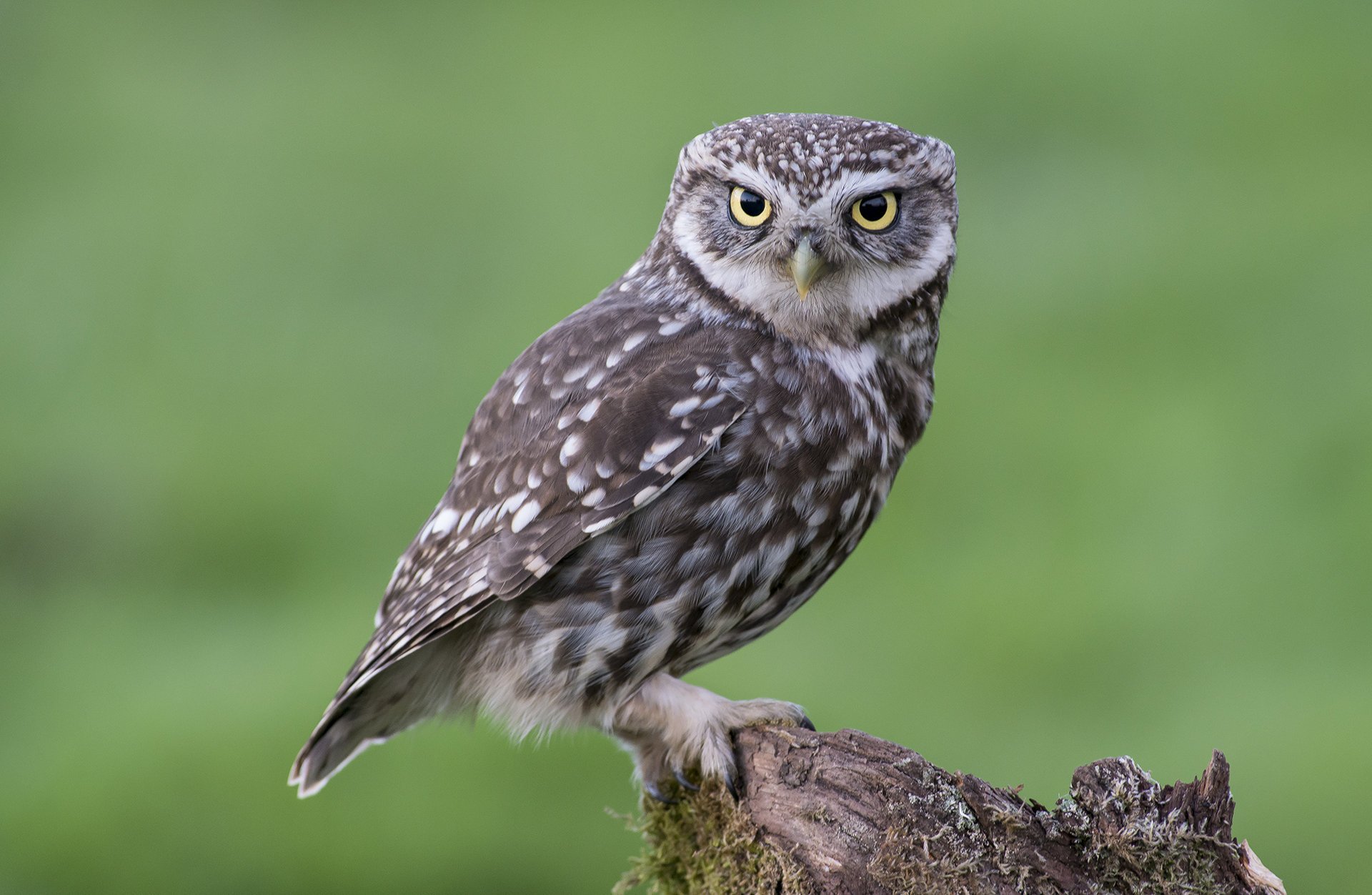 stumpf eule schaut vogel moos sitzt