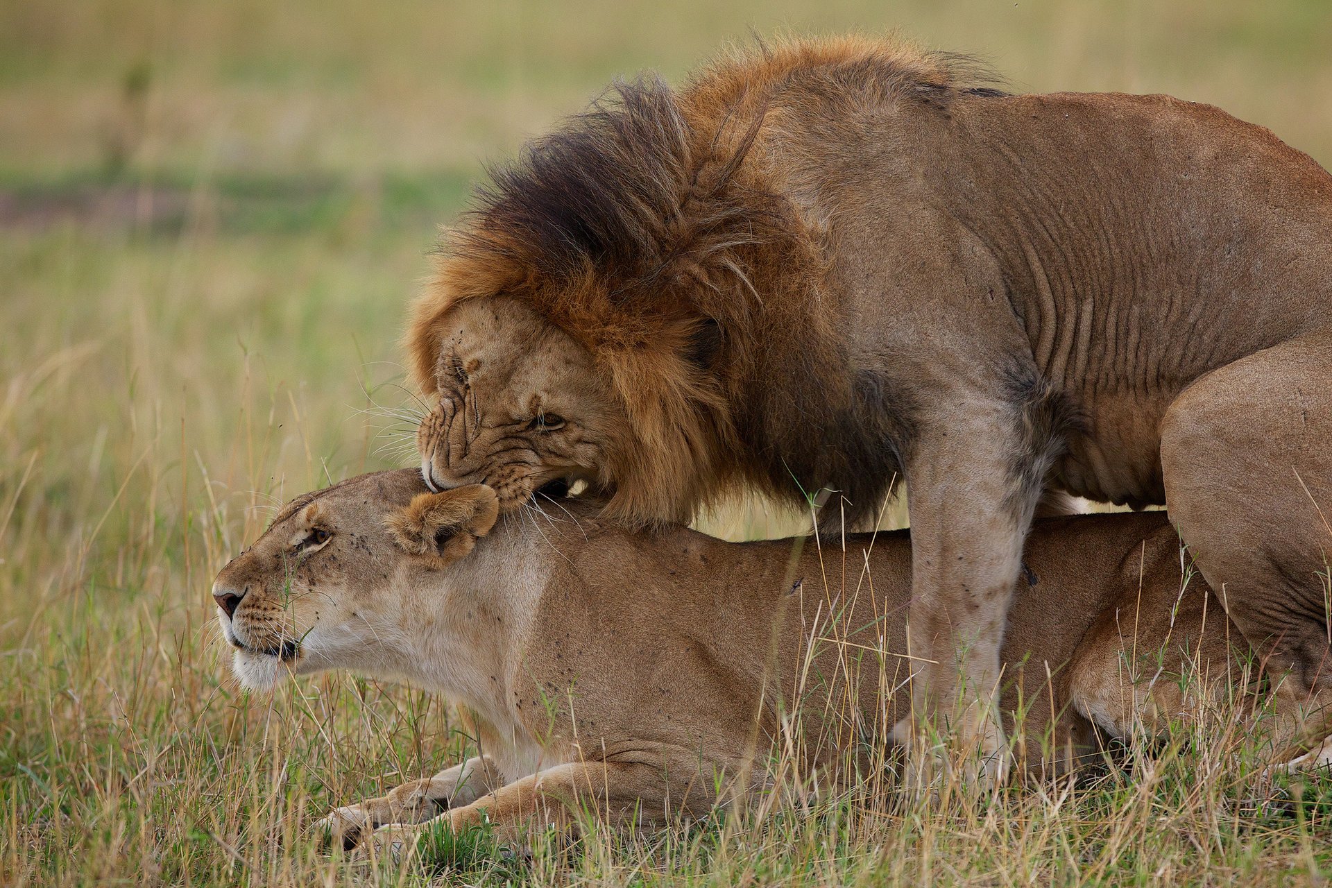 león amor leona