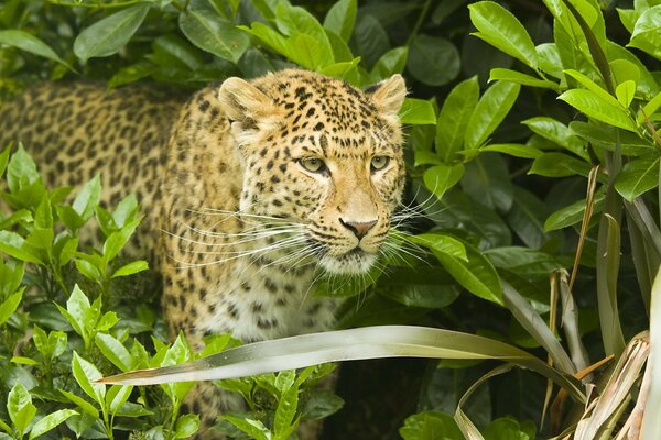 Leopard in the wild in the forest