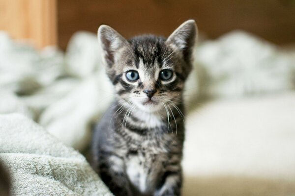 La mirada concentrada del pequeño gatito gris