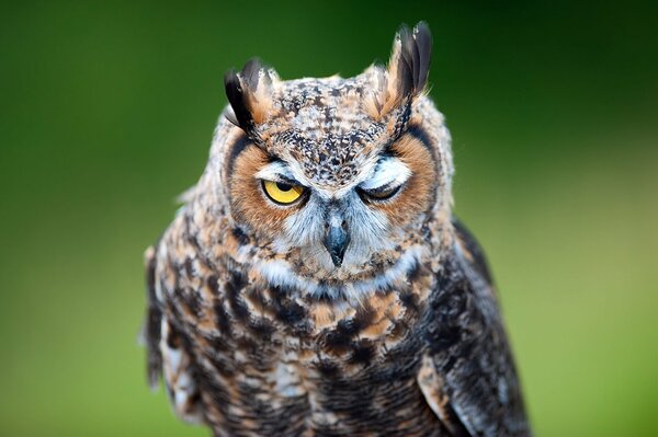 Hibou aux yeux jaunes sur fond vert