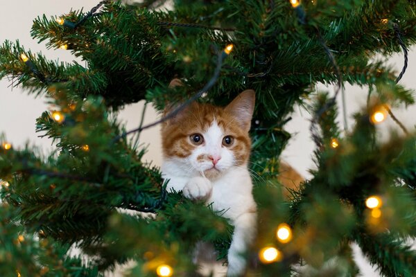 Gattino rosso nell albero di Natale