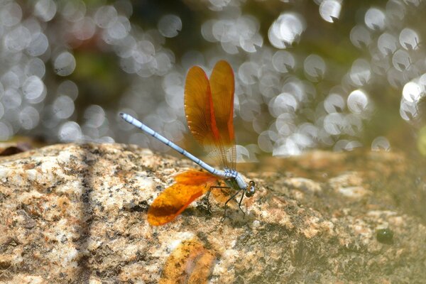 Orange dragonfly wings on a gray stone