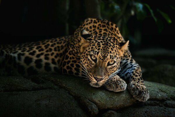 Il leopardo giace sulle rocce scure