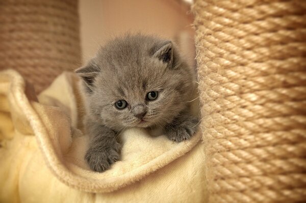 Mały kotek owinięty w ręcznik