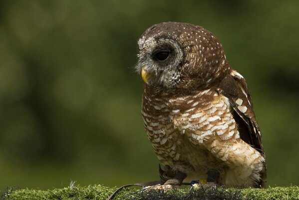 An owl sits on a branch with moss