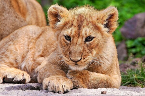 A little lion cub is lying on a stone nearby