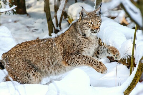 A beautiful lynx is lying in the snow