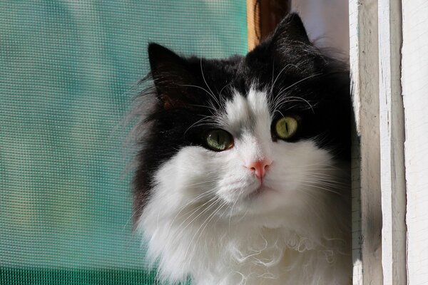 Gatto bianco e nero che guarda fuori dalla finestra