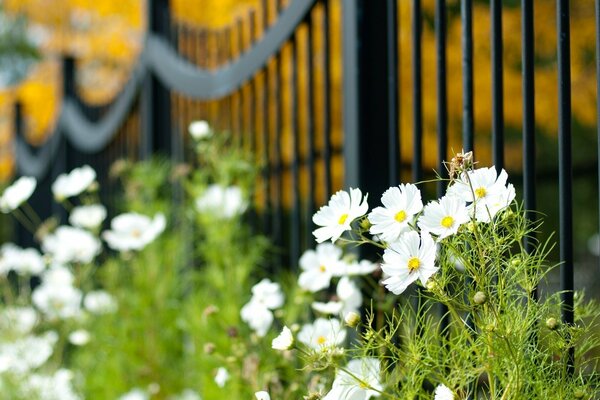 Fleurs blanches le long de la clôture